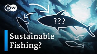 Overfishing The worst and best fish you can eat [upl. by Morlee]