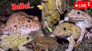 🐸Boing Boing web catching frogs🐸flying and Jumping Part 6 [upl. by Ayouqes766]