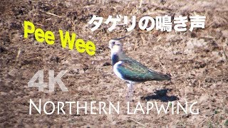 野鳥撮影・ 野鳥動画・タゲリの鳴き声 quotPee Weequot [upl. by Cristionna658]