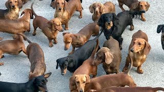 Funny mini wiener dogs Try Not to laugh videos compilation 2021  funny Mini Dachshund dogs videos [upl. by Enaols]