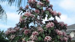 Clerodendrum quadriloculare Starburst Bush [upl. by Nosyerg391]