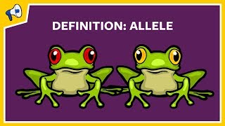 What is an Allele Quick Definition [upl. by Ellierim]