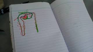 RENAL PHYSIOLOGY third lectureblood supply of kidney [upl. by Spalla984]