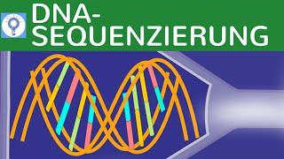 DNA  Sequenzierung  Kettenabbruchmethode nach Sanger einfach erklärt  DNAAnalyse 4  Gentechnik [upl. by Neirda294]