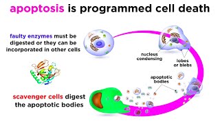 Programmed Cell Death apoptosis [upl. by Wilmar]