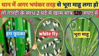 अब भूरा माहू जड़ से खत्म  BPH Control in Dhanpaddy  BPH insecticide  Brown Hopper Control [upl. by Shellans]