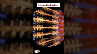 Cardiac muscle contraction  cardiology [upl. by Adolphus]