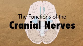 The Functions of the Cranial Nerves  MEDZCOOL [upl. by Zela]