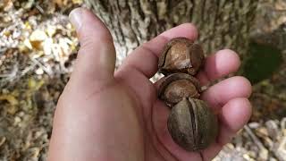 ID That Tree Mockernut Hickory [upl. by Richard]