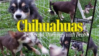 Pet Chihuahuas [upl. by Sileray500]