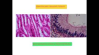 ISTOLOGIA ESERCITAZIONI PARTE 2 [upl. by Avin479]