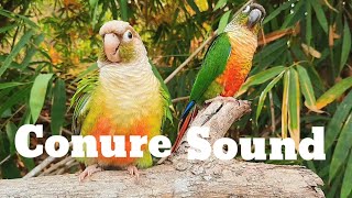 conure sound  green cheek conure sound 1 hour morning bird song My bird chirps in the morning [upl. by Ettenej98]