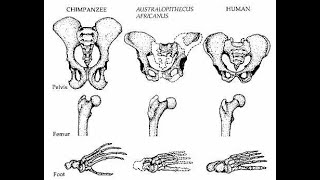 Bipedalism [upl. by Christoph]