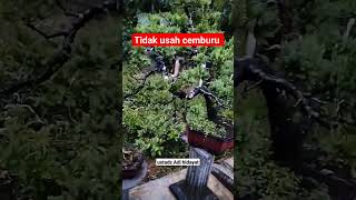 Bonsai Cemara sinensis tidak usah cemburu motivasi fypシ゚viral uah quotes bonsai status taman [upl. by Ellivro295]