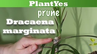 🐉 How to prune Dracaena marginata 🌲 Propagate Plants [upl. by Gascony]