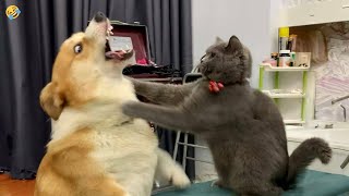 FUNNY CATS vs DOGS 🐱🐶 Best Friends or Enemies 🐾 New Funniest Animals Videos 2023 😂 [upl. by Nnaoj]