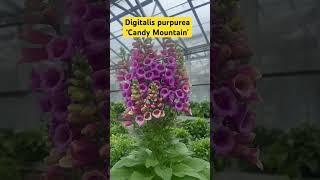 Digitalis purpurea ‘Candy Mountain’  Foxglove  Common Foxglove flowers plants fy fypシ [upl. by Pinebrook312]