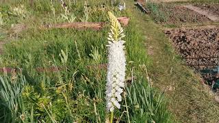 Best plants for insect pollinators Eremurus hymalaicus the Hymalaian foxtail lily care in UK [upl. by Beaumont25]