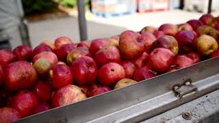 Cider Making Process [upl. by Kania]