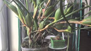 Maxillaria Tenuifolia Coconut Orchid [upl. by Alliuqat]