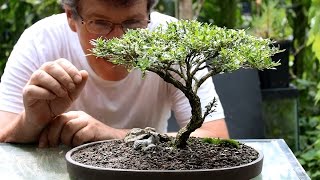 Five tips for starting into bonsai [upl. by Jena]