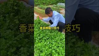 Coriander planting tips plant coriander seedlings at the same time cilantroplant cilantro [upl. by Munsey]