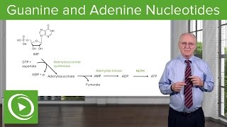 Paths to Guanine and Adenine Nucleotides – Biochemistry  Lecturio [upl. by Jesher]