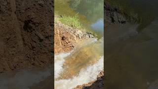 Pond Draining and Wildlife Considerations ponds beforeandafter outdoors educational pondbuilder [upl. by Aivitnahs]