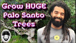 Growing a HUGE Palo Santo Tree in under one year Bursera Graveolens [upl. by Uhayile37]