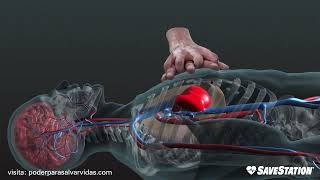 SPANISH RCP en acción  Una mirada en 3D dentro del cuerpo [upl. by Kreitman]