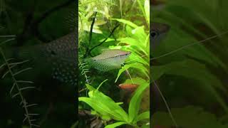 Due Gourami perla trichogaster leeri [upl. by Aissatsana]