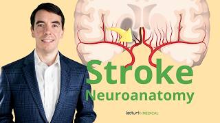 The Neuroanatomy of a Stroke Stroke Syndromes and Location Identification [upl. by Donohue]