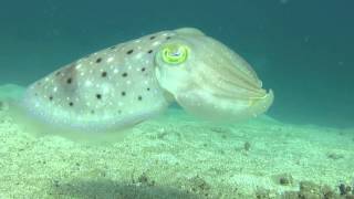 Cuttlefish changing colours [upl. by Heisser]