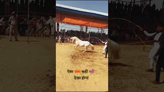 🔥Pushkar Fair 2024  best dance video  viralvideo shorts [upl. by Sulakcin]