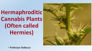 Hermaphroditic Cannabis Plants Often called Hermies [upl. by Cristoforo]