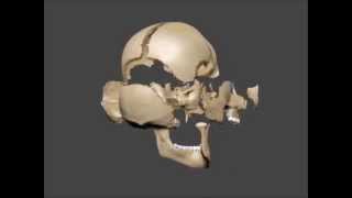 Disarticulated Human Skull [upl. by Ludmilla]