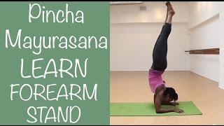 Yoga Pose Forearm Stand Balancing in Center of The Room Pincha Mayurasana [upl. by Gib]