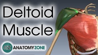 Deltoid Muscle Anatomy  AnatomyZone [upl. by Felipe437]