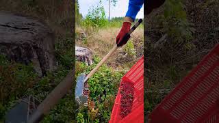 lingonberry berrypicking fruitpicking farming berryfarm wildberries cranberry harvesting [upl. by Luiza]