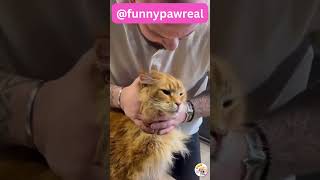 Cat Chiropractic Back Neck Cracks Compilation  ASMR [upl. by Repsihw]