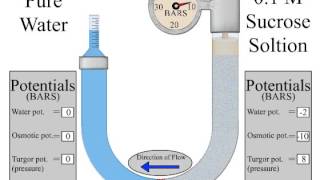 osmometer [upl. by Leemaj]