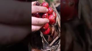 Harvesting cardamom fruit in the forest harvesting countryside enjoying fruit shortvideo [upl. by Anyrtak]