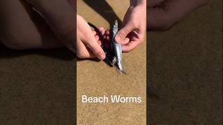 Australian Beach Worms [upl. by Ziwot]