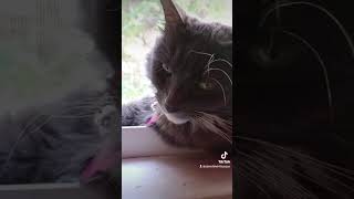 Oh miss Chloe hocuspocus funny movie halloween fypシ゚viral cat fypシ゚viral kitten foryou [upl. by Ydissahc]