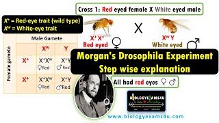 Morgans Drosophila Experiment  Step By Step explanation discovering Genetic Linkage [upl. by Yur501]