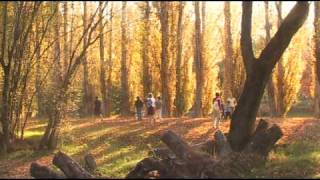 Alpine Autumn  Australia [upl. by Sadick]