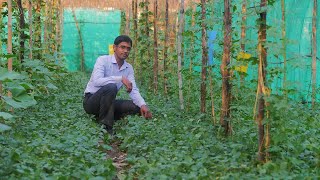 How can a small farmer earn Rs 15 lakh from multilayer farming [upl. by Sukram669]