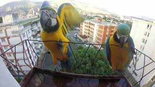 Guacamayos azules y amarillos Un espectáculo de colores en el bebedero Aves en mi balcón [upl. by Brader]