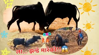 Dangerous Bull Fight in  Dhading Nepal OMG😱😱 PGTOfficialVlog [upl. by Eelydnarb988]