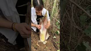 Exploring the bamboo forest the process of harvesting bamboo shoots [upl. by Airak]